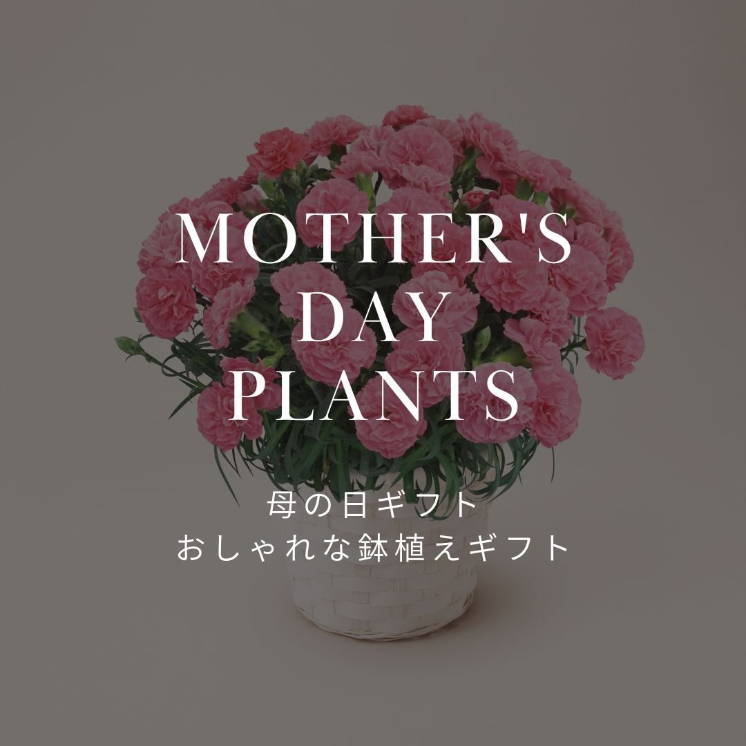 母の日に最適!おすすめの鉢植え花一覧 - &YOUKAEN (アンドユーカエン)