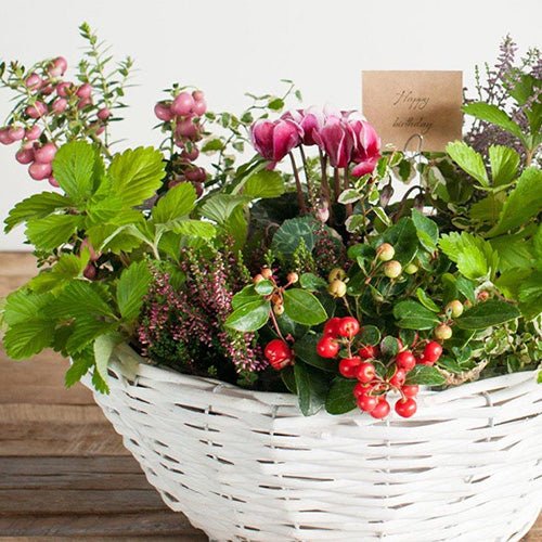 【フラワーギフトに最適】2020年オータム&ウィンターギフト発売中 - &YOUKAEN (アンドユーカエン)