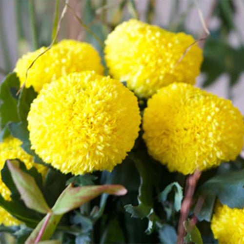 2020中秋の名月とお花屋さん - &YOUKAEN (アンドユーカエン)