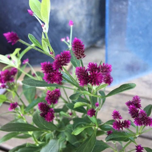 秋のおすすめ!!「千日小坊」!!! - &YOUKAEN (アンドユーカエン)