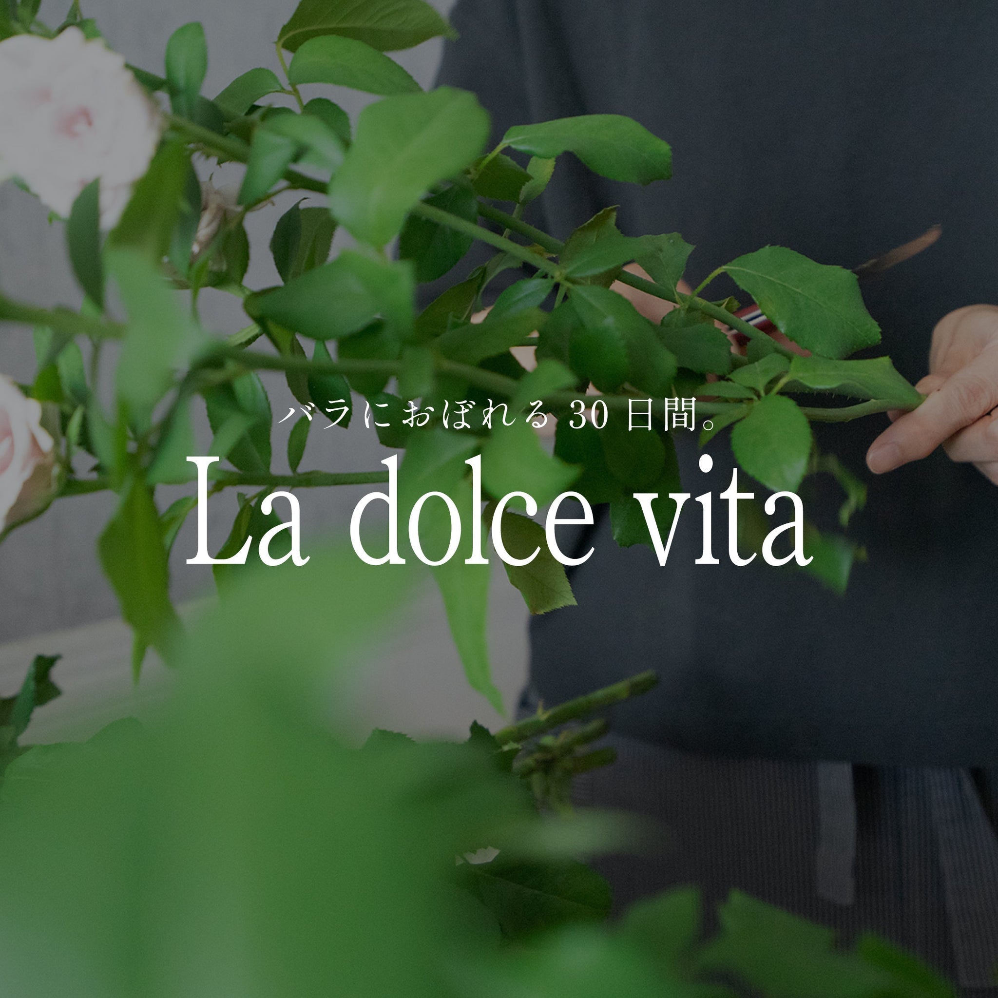 《バラにおぼれる30日間 -la dolce vita》#3 バラに魅せられた生産者とバラに魅せられたフローリスト