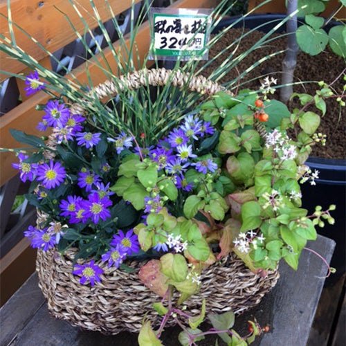 桜新町店から「~秋のお知らせ~」 - &YOUKAEN (アンドユーカエン)