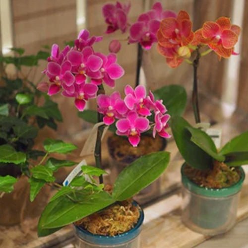 ユー花園おすすめ!夏のプランツギフト - &YOUKAEN (アンドユーカエン)