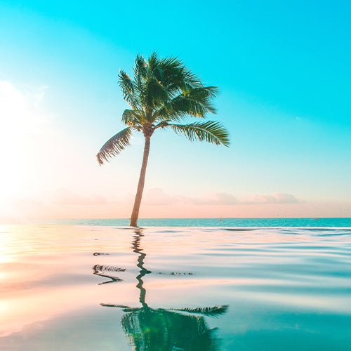 トロピカルな気分 - &YOUKAEN (アンドユーカエン)