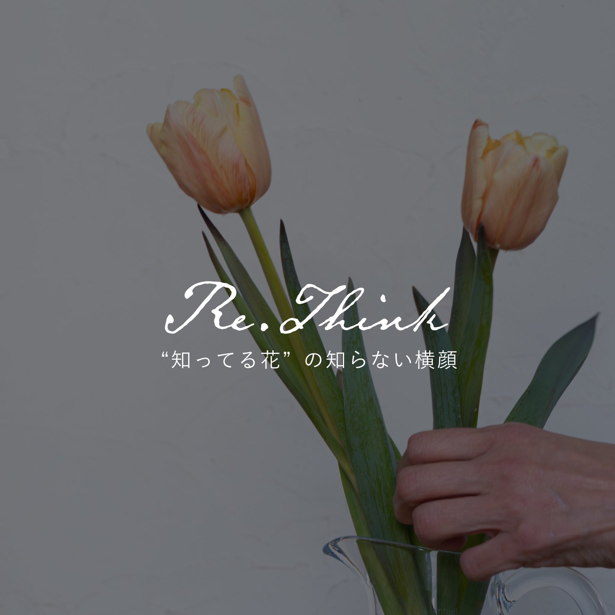 《Re:think “知ってる花”の、知らない横顔》vol.1 染めのチューリップ観察日記 ── 知っている春の花、その内側に触れる