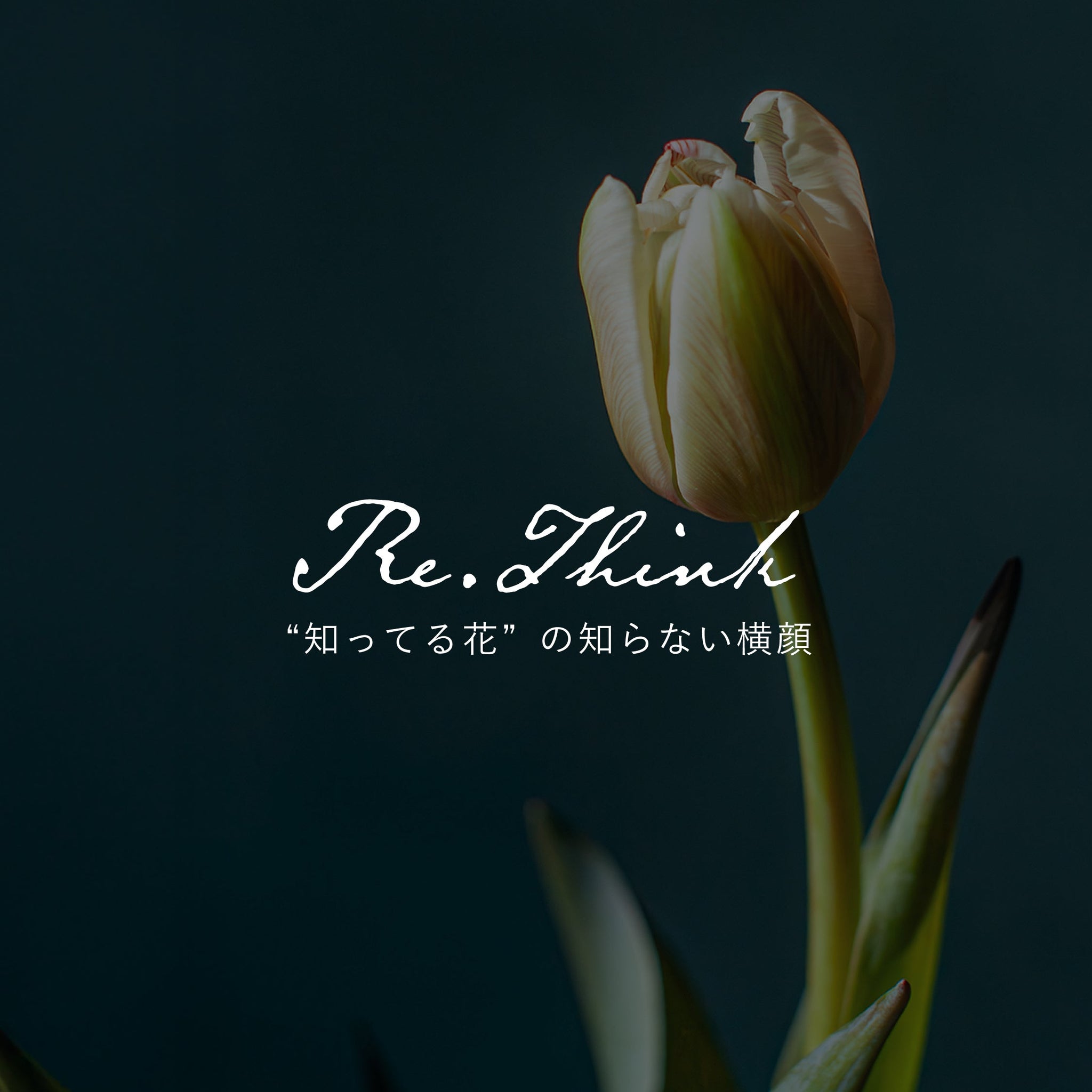 《Re:think “知ってる花”の、知らない横顔》vol.2 Re:think 知ってる花を考え直す春 ―染めのチューリップとの出会い - &YOUKAEN (アンドユーカエン)