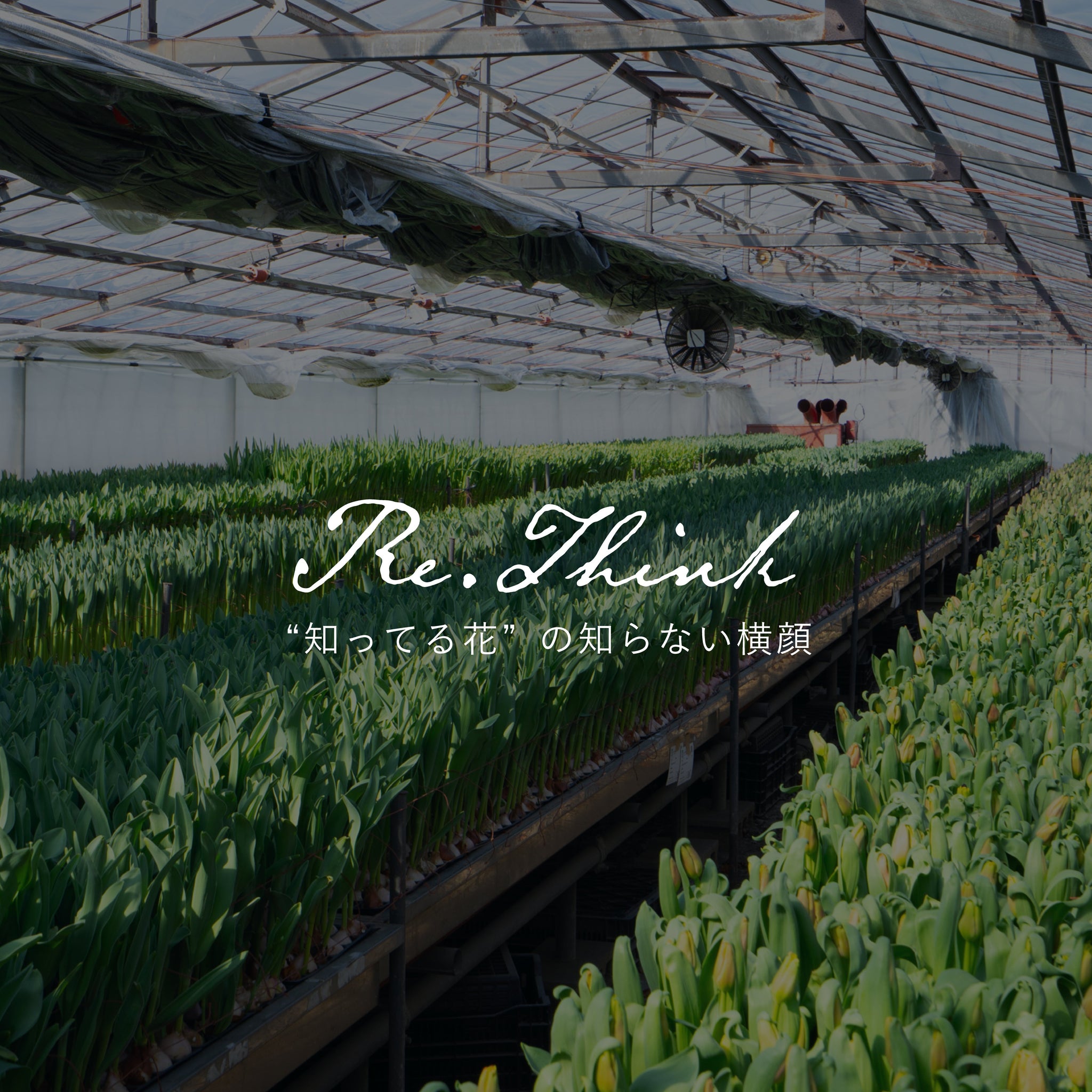 《Re:think “知ってる花”の、知らない横顔》vol.3 知らないチューリップの横顔を探す旅 ― 埼玉県深谷市・田尻華園を訪ねて ― Part 1