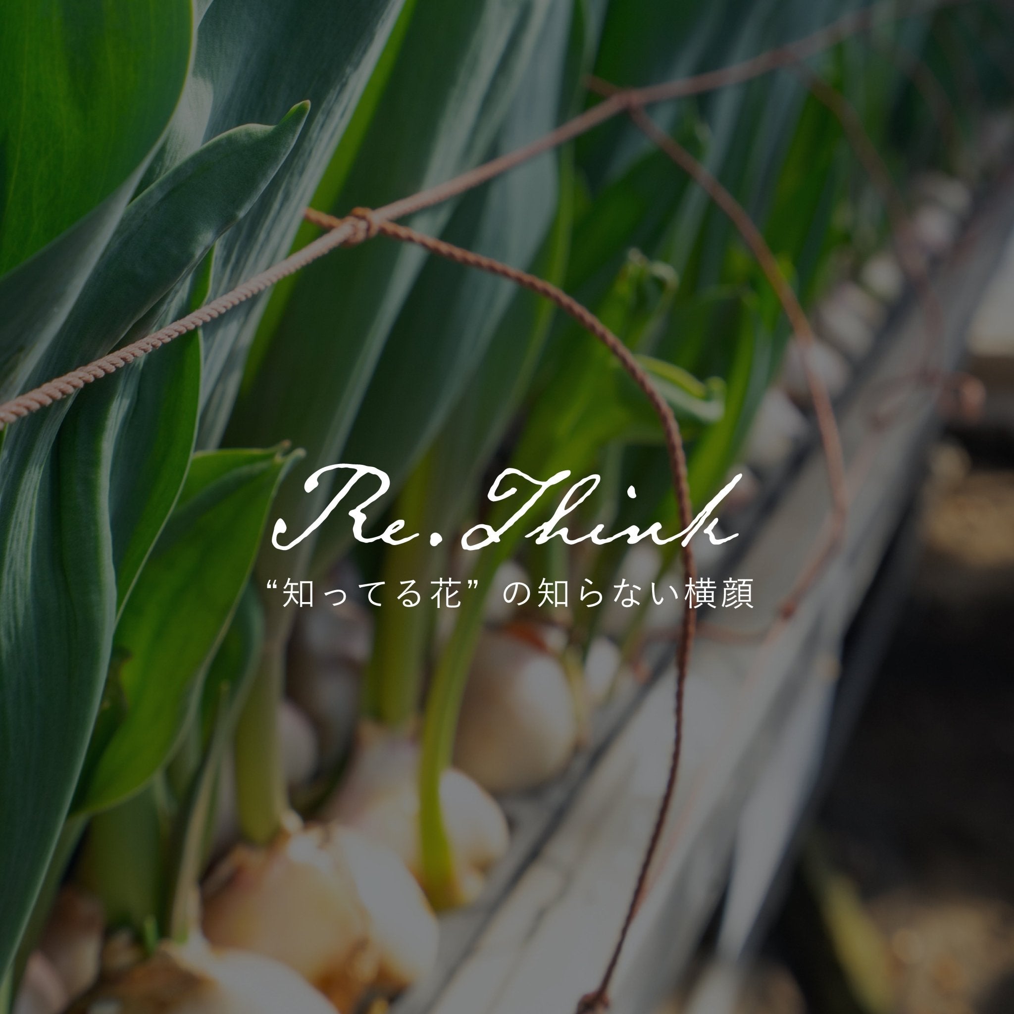 《Re:think “知ってる花”の、知らない横顔》vol.4 知らないチューリップの横顔を探す旅 ― 埼玉県深谷市・田尻華園を訪ねて Part 2 - &YOUKAEN (アンドユーカエン)