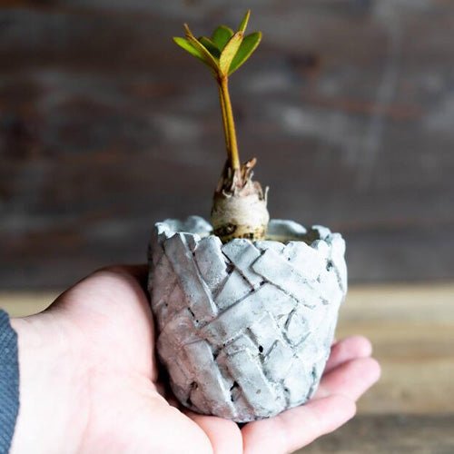 2021年6月 おすすめの