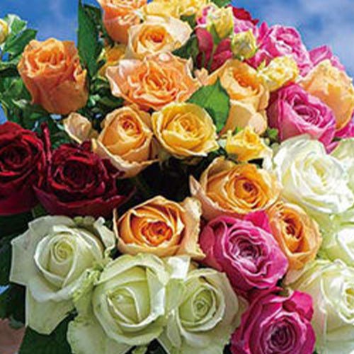 2020秋のバラフェアYOUKAEN各店舗で開催。 - &YOUKAEN (アンドユーカエン)