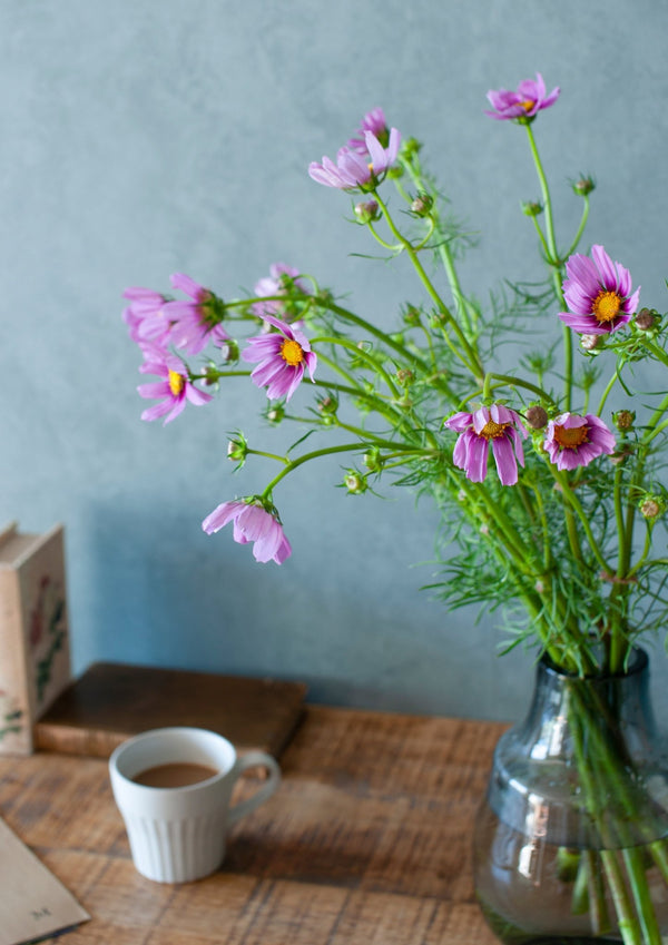 季節の花 50cm「コスモス おまかせ10本」
