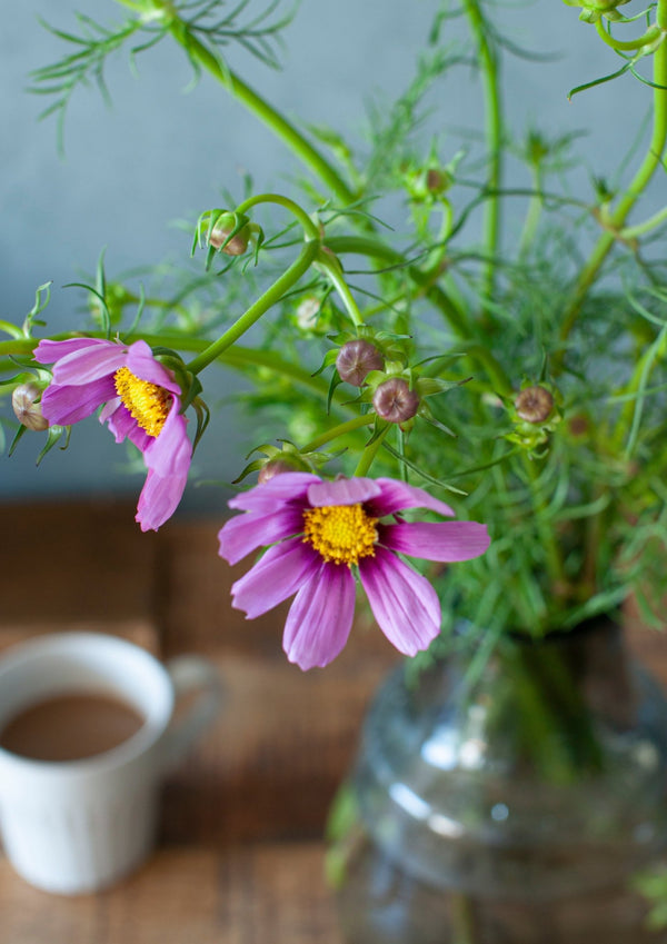 季節の花 50cm「コスモス おまかせ10本」
