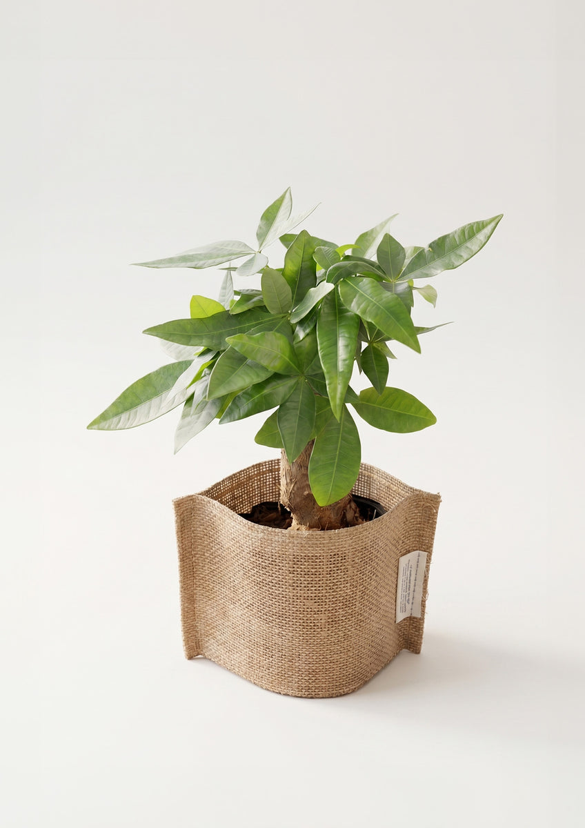 2026年父の日の観葉植物】おしゃれな樹形が特徴の『パキラ