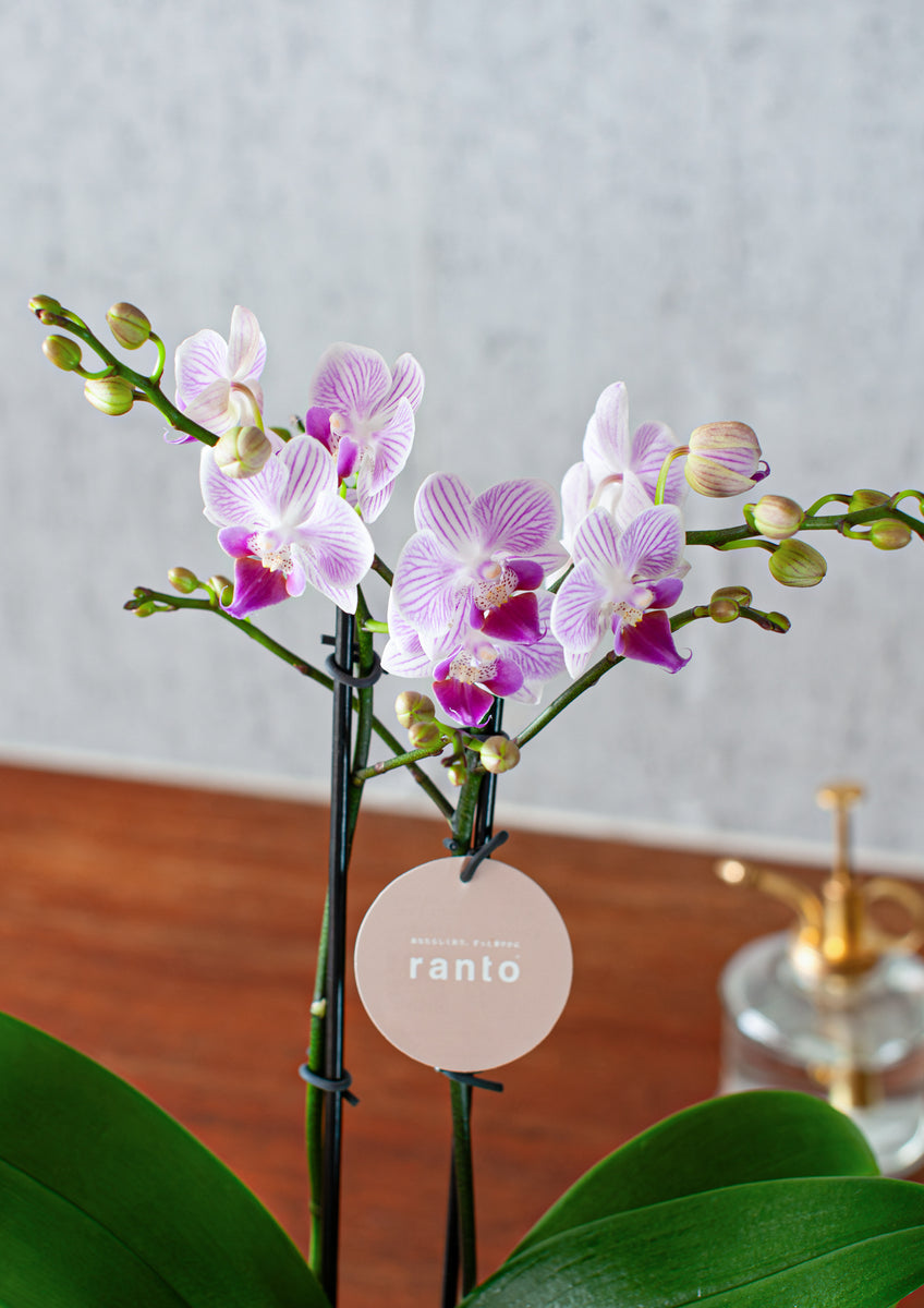 蘭の花大好き　様限定　　　ミンク 蘭の花大好き 様限定 ミンク 蘭の花大好き様限定ミンク