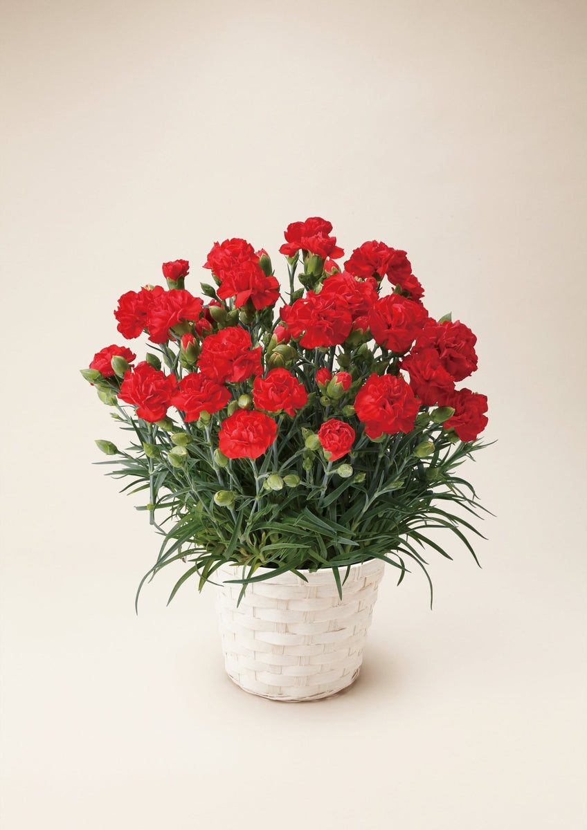 mother_plants_carnation_001_00