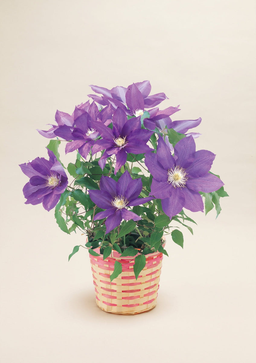 クレマチス、花炎、鉢植え！母の日のプレゼントにオススメ 楽天市場】母の日 クレマチス 鉢植え 花 「八重咲きクレマチス