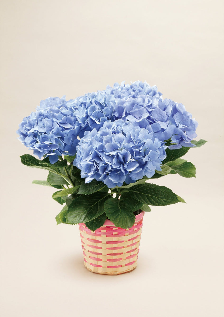 鉢花 BlueMN おしゃれな母の日鉢植えギフト2025】アジサイ ブルーダイヤモンド 母の