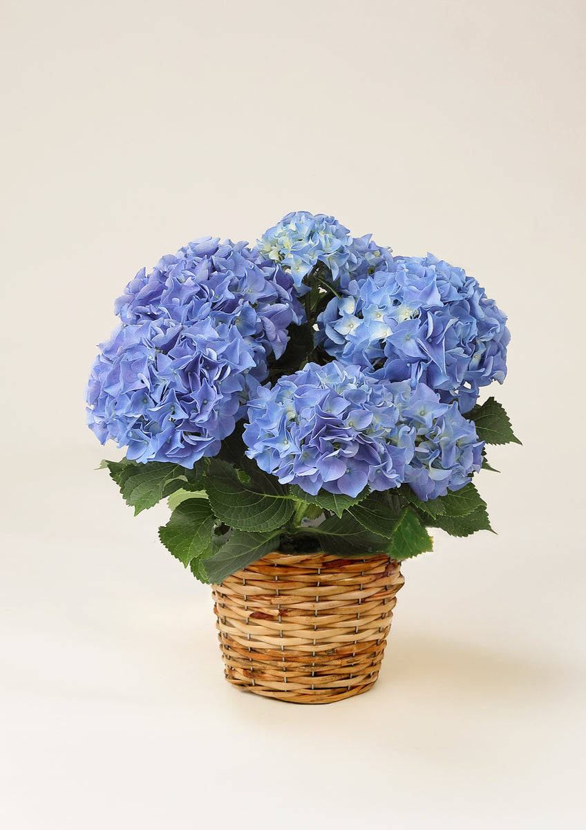 母の日 鉢植え】人気のアジサイ おまかせブルー｜凛としたブルーの