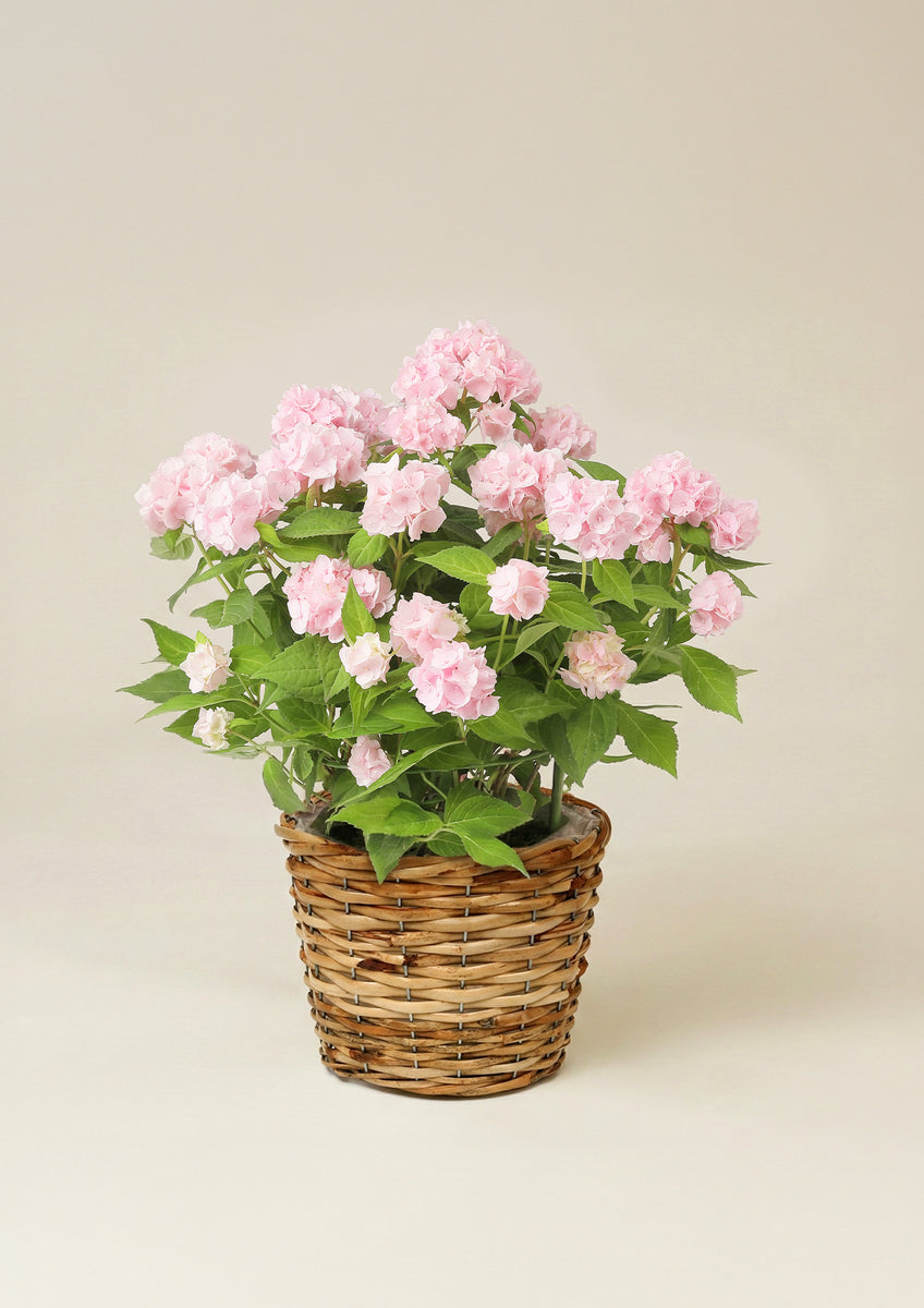 母の日 鉢植え】アジサイ 伊予獅子てまり｜小ぶりな花が集まった姿が