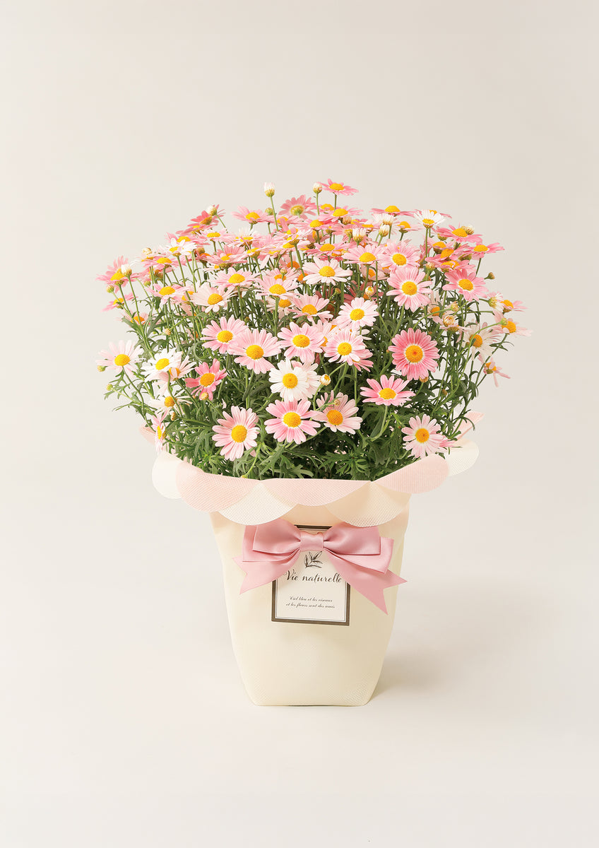 mother_plants_margaret_001_001
