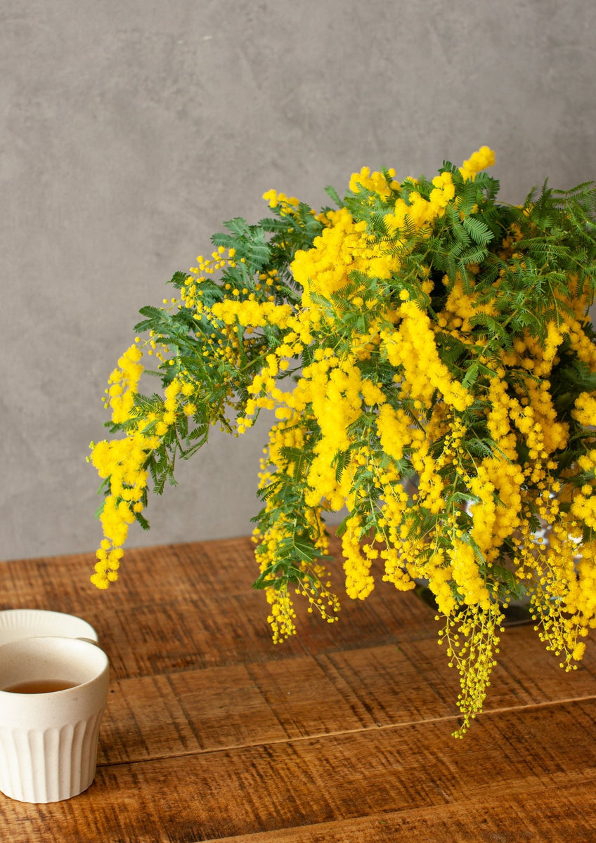 ミモザ 切花 特大　約60～80cm 3L～5L ミモザのふわふわ感を楽しみたい！ミモザの花の日持ちはどのくらい