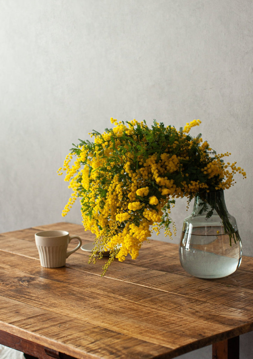 季節の枝もの 50～60cm「ミモザ10本」 – &YOUKAEN (アンドユーカエン)