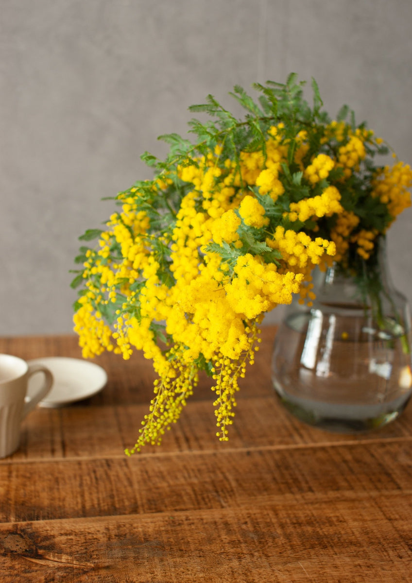 フレッシュミモザ枝　100サイズ フレッシュ ミモザ 20本 枝長め 100サイズ