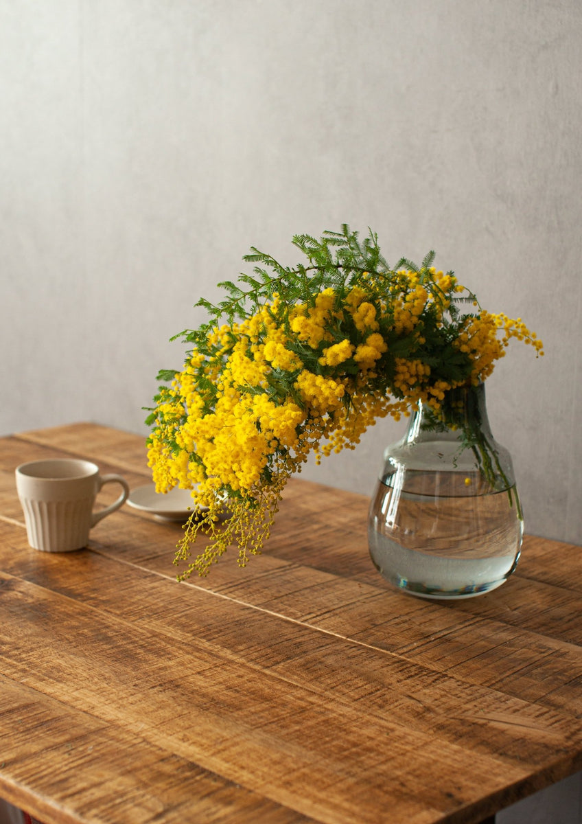 季節の枝もの 50～60cm「ミモザ5本」 – &YOUKAEN (アンドユーカエン)