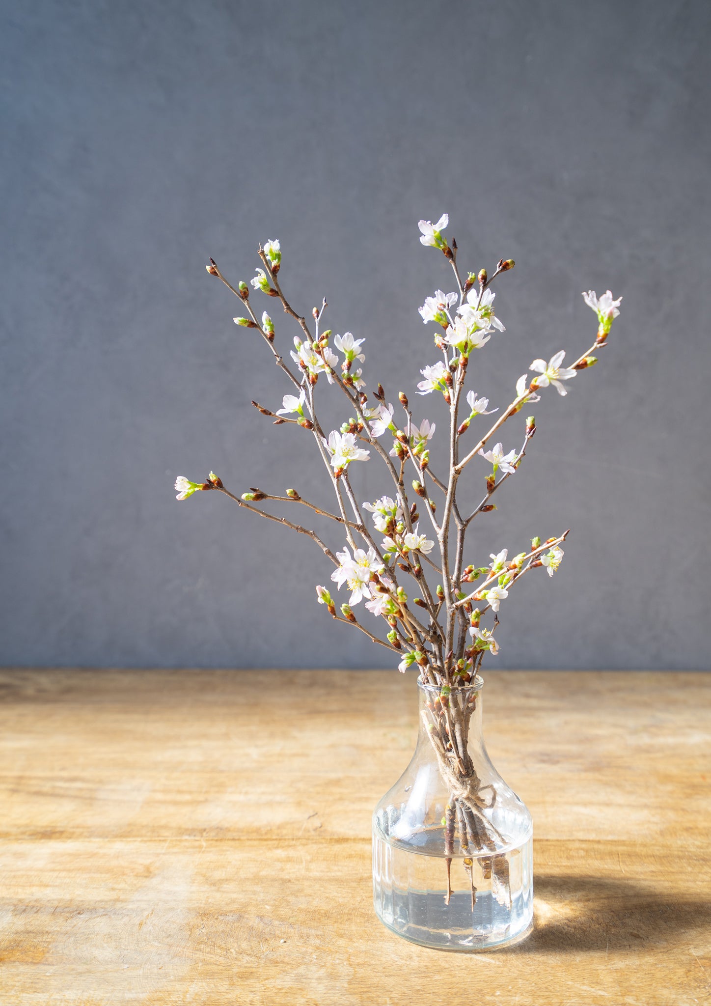 【春のミニギフト】おうちで楽しむ桜 5本セット 30cm