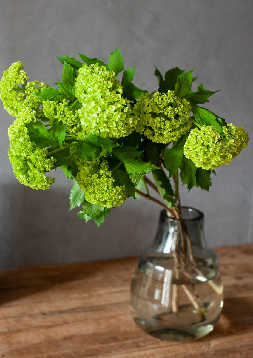 spring_viburnum_002_002_1200x1