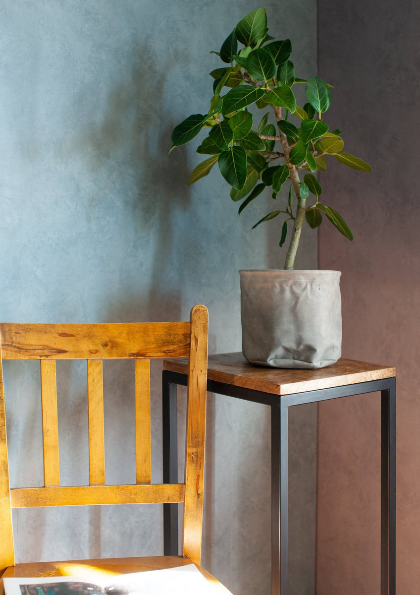 M インテリアフィカス (⁎ᴗ͈ˬᴗ͈⁎)ベンガレンシス フィカス・ベンガレンシス 90cmと小さめですが バランスの良い樹