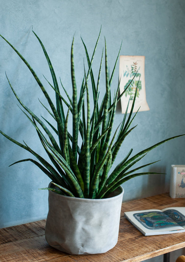 【おしゃれな観葉植物】インテリアプランツ「サンスベリア ファーンウッド L」