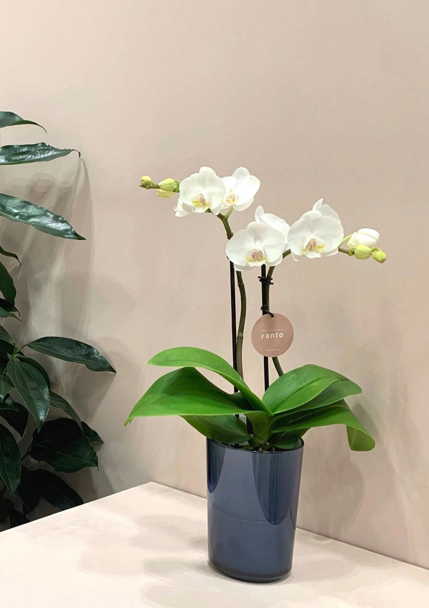 2日入荷分　ミディ胡蝶蘭⭐️希少⭐️ボルゲリ　一鉢3株　サンタローザ一鉢 産直】角平鉢9号12F以上 | 胡蝶蘭卸ranran｜公式通販｜法人様