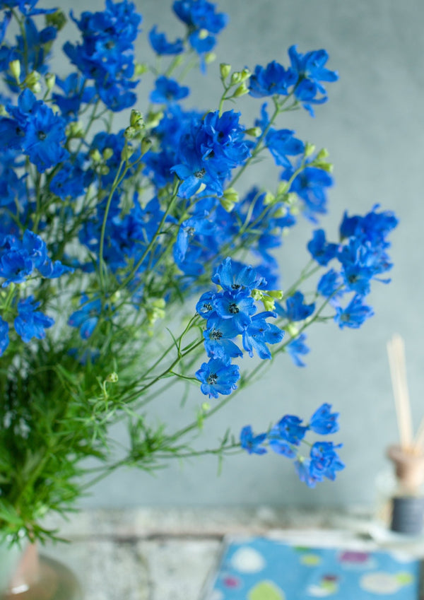 季節の花40~50cm 「デルフィニウム ブルー」5本