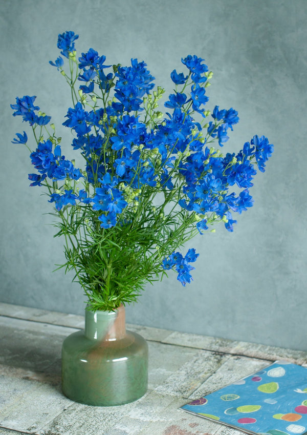 季節の花40~50cm 「デルフィニウム ブルー」5本