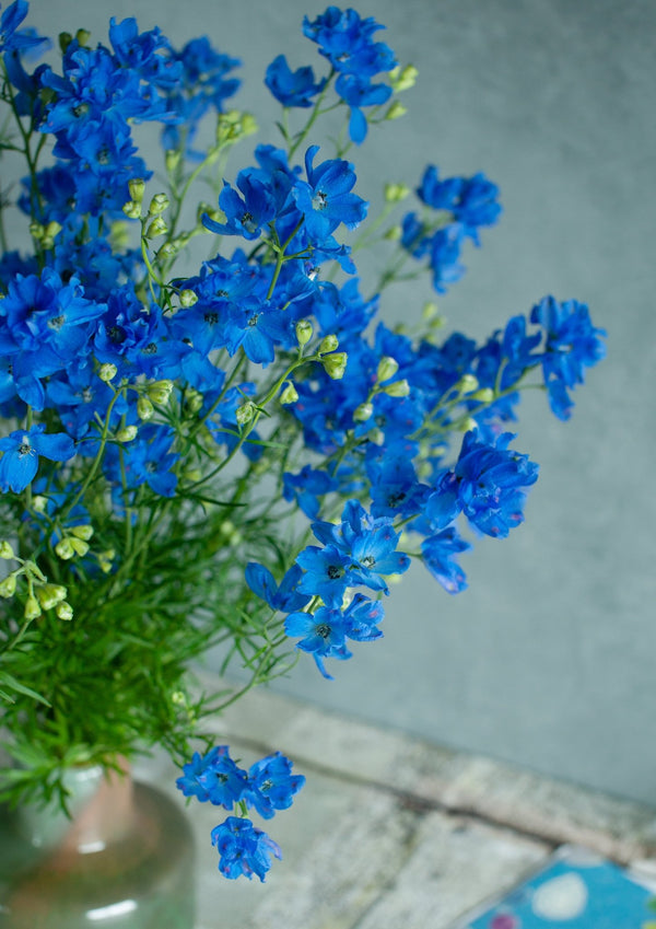 季節の花40~50cm 「デルフィニウム ブルー」5本