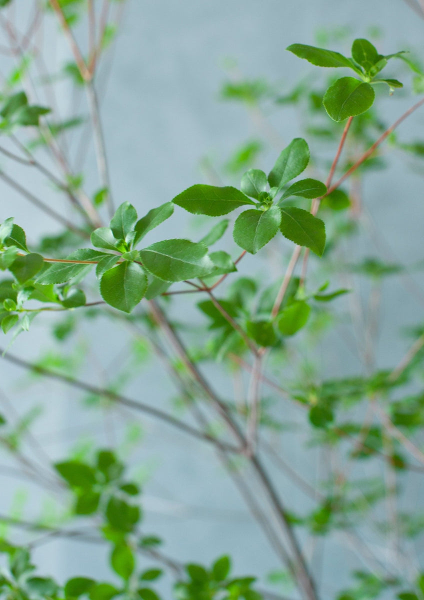 summer_doudan_001_004_1200x120