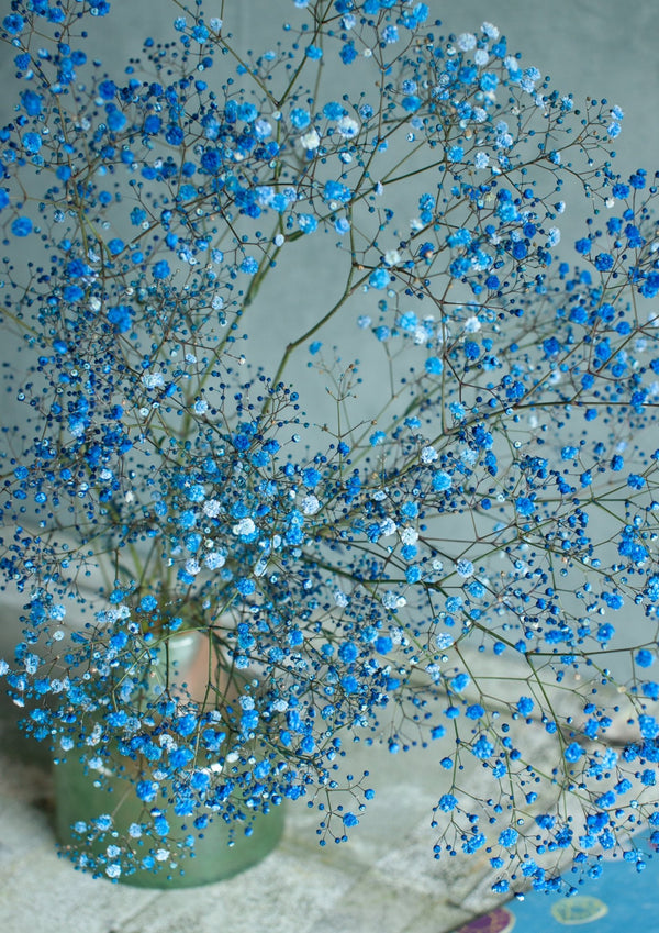 季節の花50~60cm 「カスミソウ染 ブルー」5本