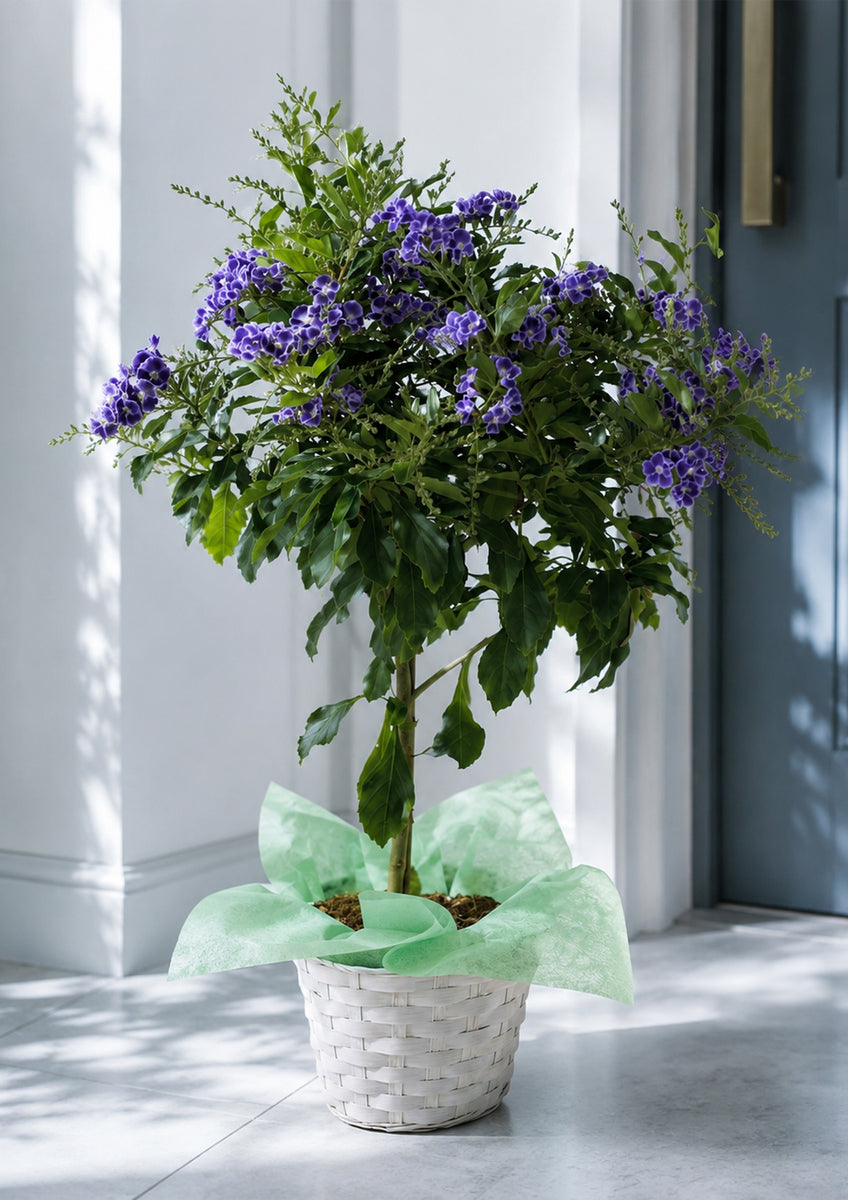 2026お中元】涼を呼ぶ紫ブルーの花 『デュランタ 宝塚』 鉢植え