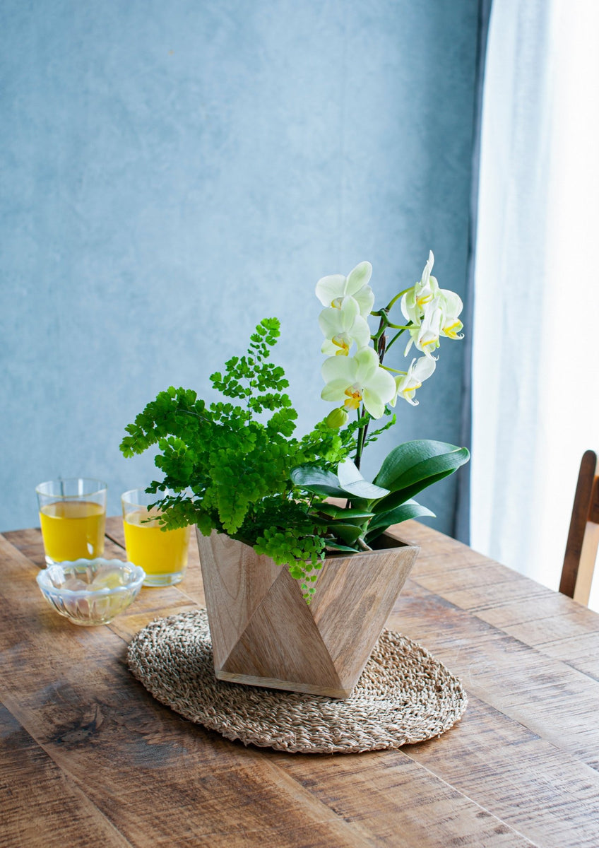 summer_plants_green_004_012_12