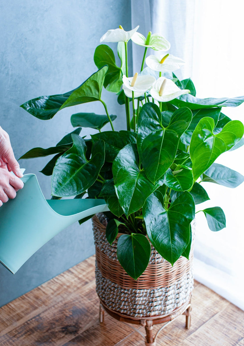 summer_plants_green_005_011_12