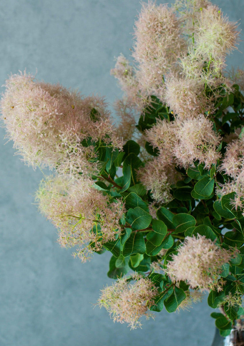 完売 縁起木＊希少＊高級花材【棕櫚の実＊シュロの実】クリスマス花材