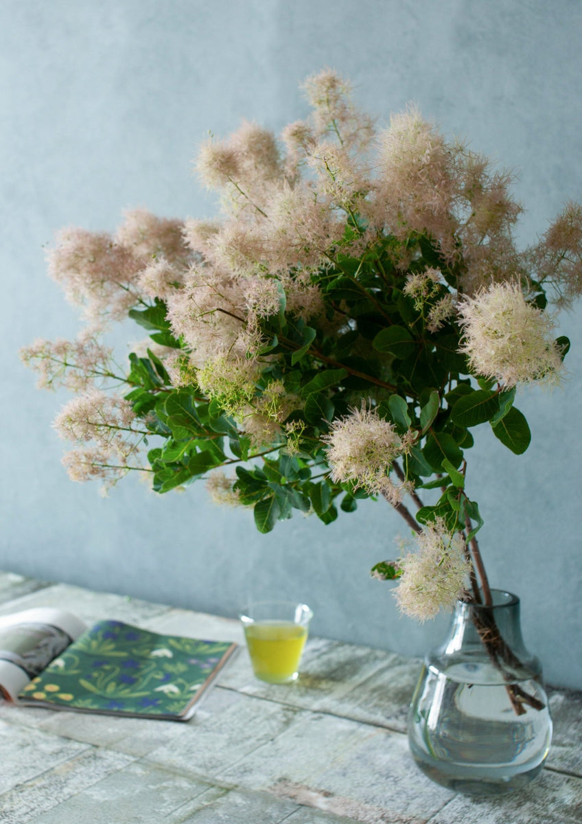 季節の枝もの50～60cm「スモークツリー 5本」 – &YOUKAEN (アンドユー