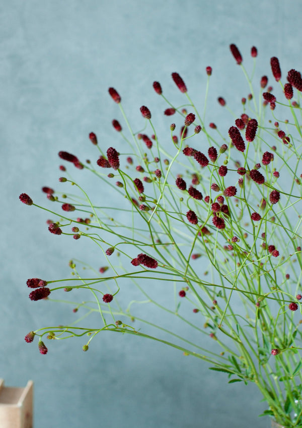 季節の花 50~60cm 「ワレモコウ」