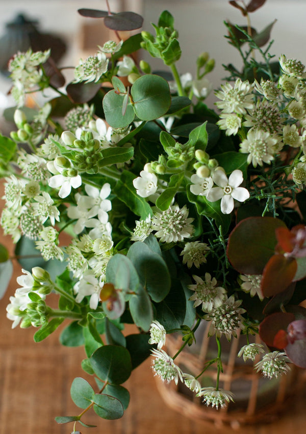 季節を贈るバースデーフラワー 12月「ユーカリとホワイトスター」【ブーケ】