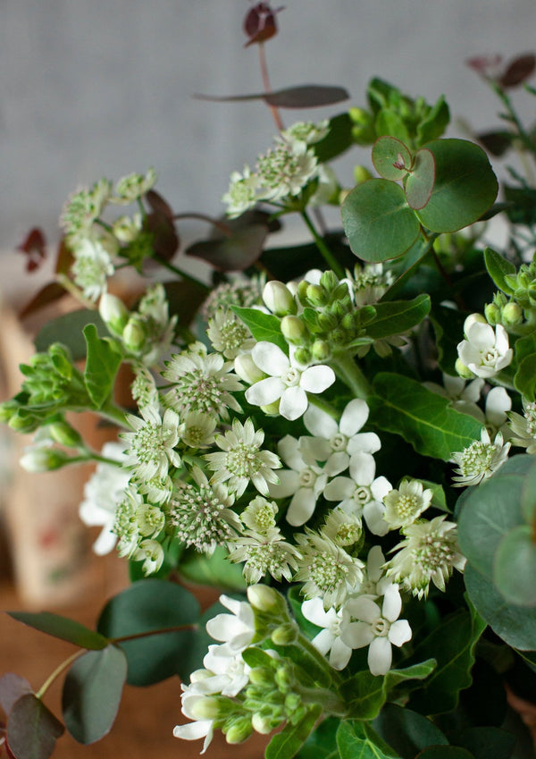 季節を贈るバースデーフラワー 12月「ユーカリとホワイトスター」【ブーケ】