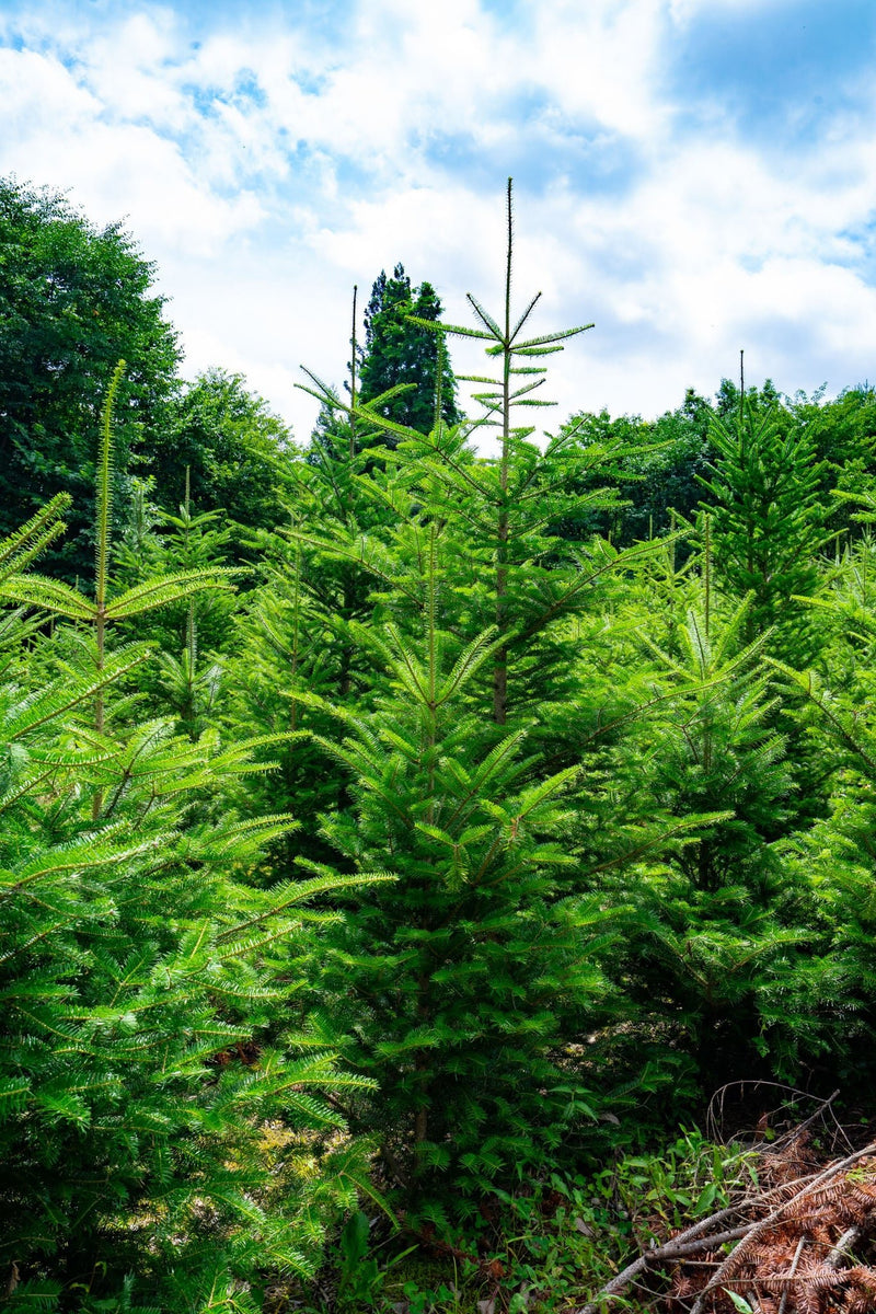 winter_firtree_001_001_1200x12