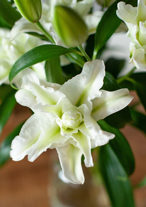 季節の花 50cm 「ユリ(オリエンタル系) ホワイト八重」3本