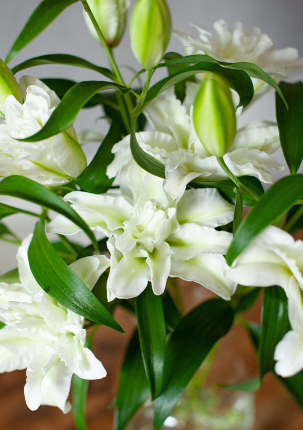 季節の花 50cm 「ユリ(オリエンタル系) ホワイト八重」3本