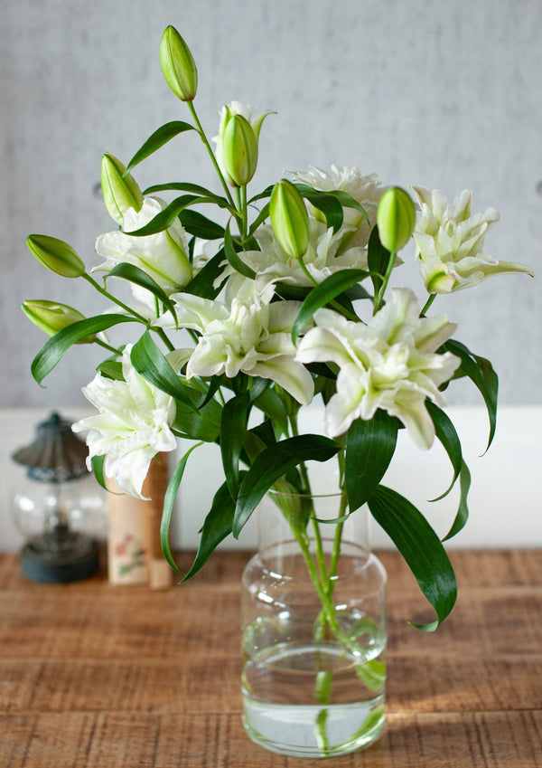 季節の花 50cm 「ユリ(オリエンタル系) ホワイト八重」3本